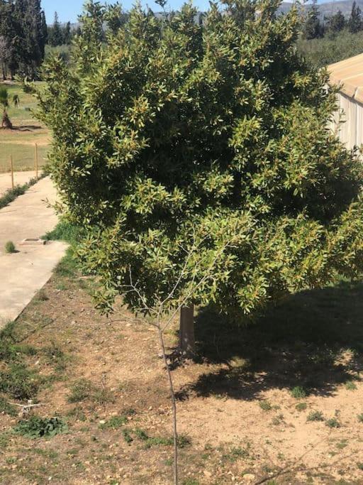 Casa Laurel Daire Camarles Dış mekan fotoğraf
